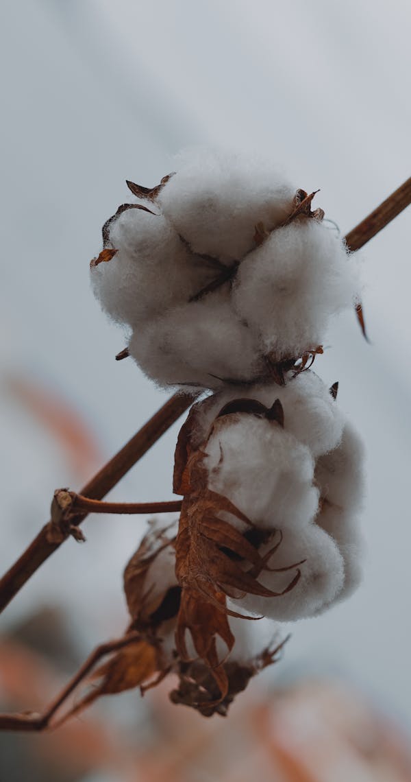 Cotton Core-Spun Yarn